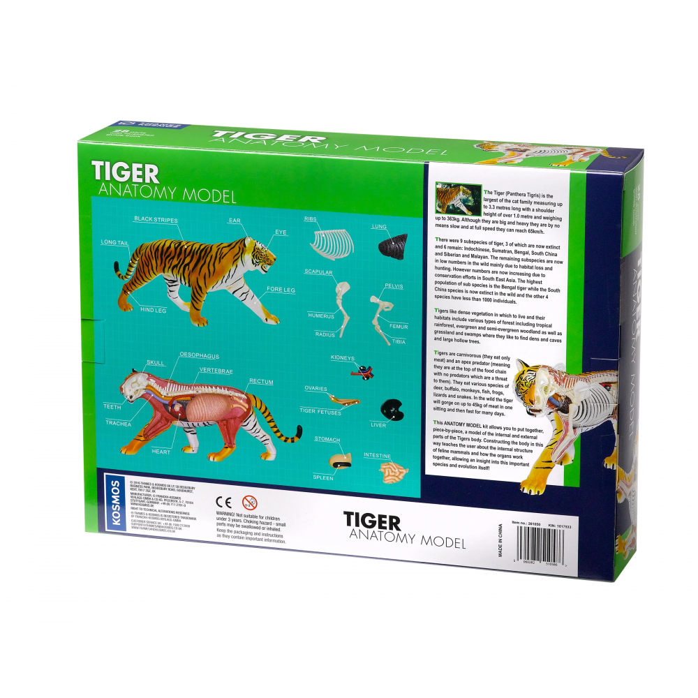 Tiger Anatomy Model Nordic Games