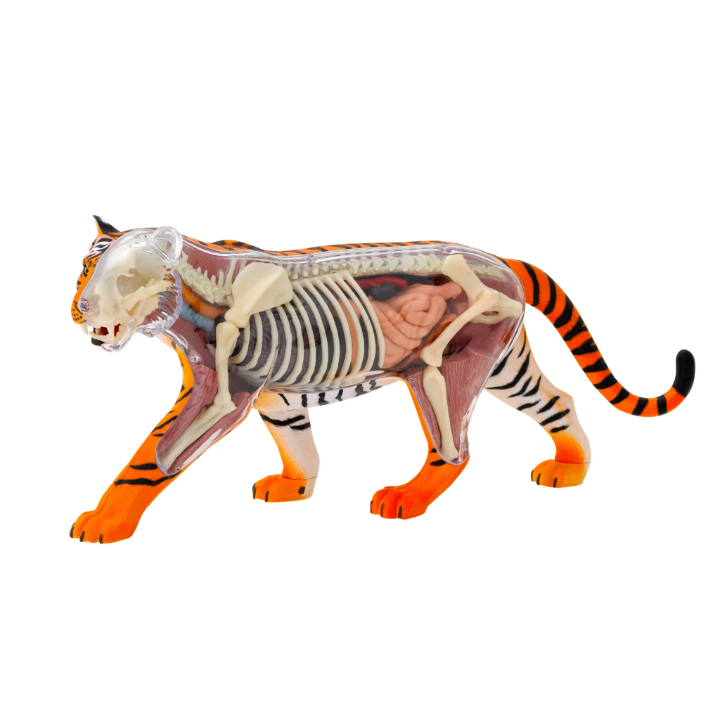 Tiger Anatomy Model Nordic Games